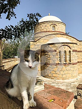 a stray cat. a stray cat on the street. a stray cat sleeps on the street. cats in Cyprus. cats in Ayia Napa