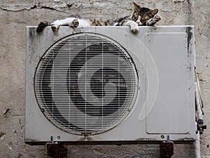 Stray cat in a street sleeping on the condenser unit of an AC air conditioning system