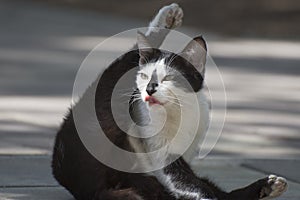 A stray cat stretches and licks his nose