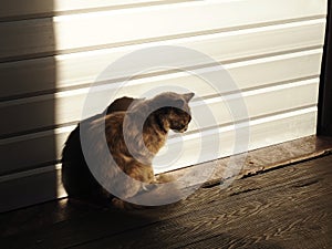 stray cat with sunset shadows