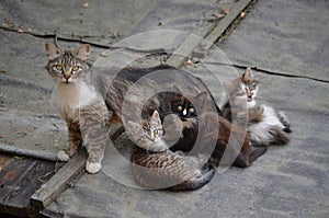 A stray cat with three kittens