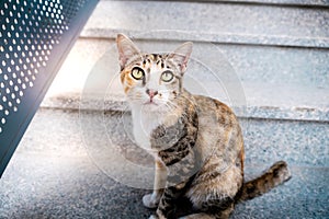 Stray Cat in the Urban City