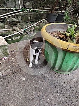 Stray Cat in Urban Living