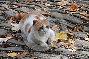 Stray cat and yellow leaves