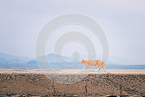 Stray cats in Ainoshima Island, Known as Cat Heaven Island, Kyushu, Japan, Asia, outdoor, daytime