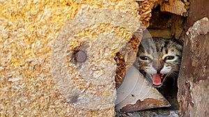 Stray cats in Ayvalik street, Turkey