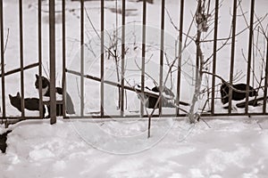 Stray cats behind fence in winter