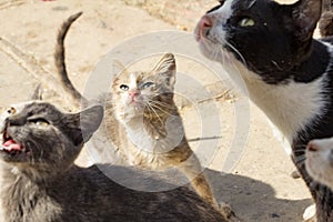 Stray cats, cats feeding, Arabian mau
