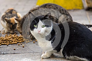 Stray cats from Istanbul eating dry food on the streets, one of the cats looking at the camera