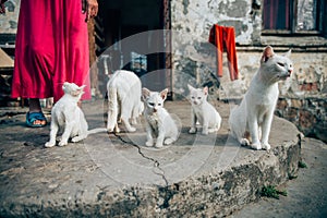 Stray cats living in poor conditions. Cat population out of control. Spay and neuter concept image