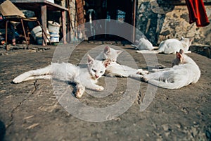 Stray cats living in poor conditions. Cat population out of control. Spay and neuter concept image