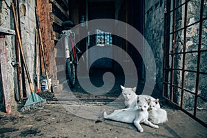 Stray cats living in poor conditions. Cat population out of control. Spay and neuter concept image