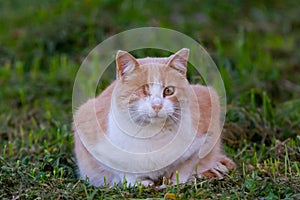 Stray cats lounging in the midday sun photo