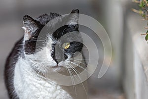 Stray cats lounging in the midday sun photo