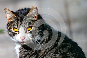 Stray cats lounging in the midday sun photo