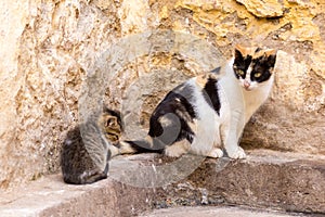 Stray cats - mother with kitten in back street