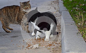Stray cats rivals for food photo