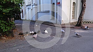 Stray cats and seagulls are sharing cat food at street