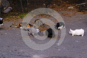 Stray cats and seagulls are sharing cat food at a street