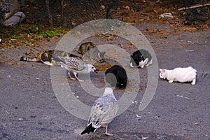 Stray cats and seagulls are sharing cat food at a street