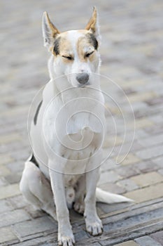 Stray cross-breed white dog drowsing while sitting on a street