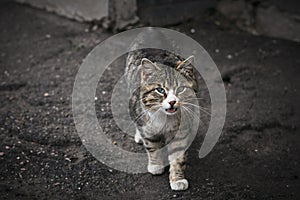 Stray dirty cat with a sick eyes on backyard in abandoned place.