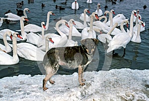A stray dog against the backdrop of swans at the wintering grounds in the Sukhoi Estuary