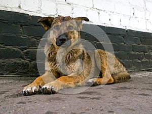 Stray dog against the wall