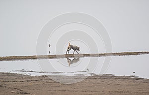 Stray Dog Attacking Birds in a Lake