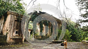 Stray dog on background of deserted ruins