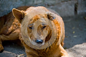 Stray dog in bad health photo