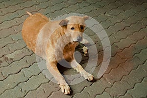 Stray dog in Bangkok