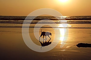 Stray Dog On The Beach