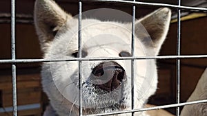 Stray dog behind the corral of a dog refuge