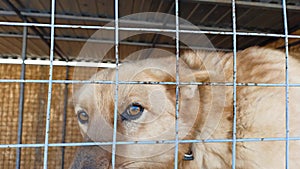 Stray dog behind the corral of a dog refuge