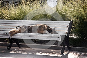 Stray dog bench