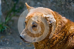 Stray dog with bent ear