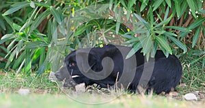 Stray dog black puppy lying on grass play with stick, gnawing, sharpening teeth