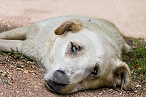 Stray dog with blue eyes lying on the ground in a park