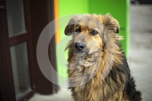 Stray dog with brown hair. Old dog on street