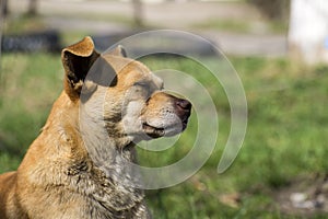 Stray dog of caramel color covered his eyes and breathed in the air