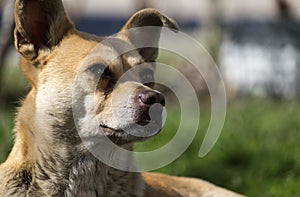 Stray dog of caramel color and with wrong bite raised his ears and looked at the upper floors of the house