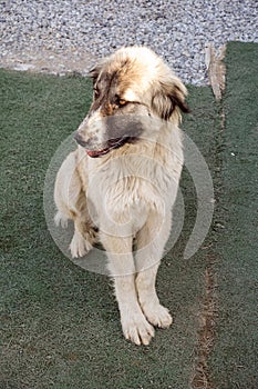 stray stray dog with a crippled leg, crippled dog