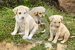 Stray dog. Derelict, forlorn, alone dog outdoor