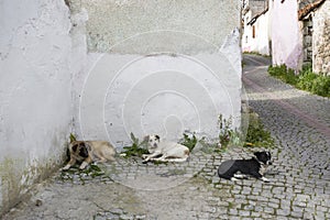 Stray dog. Derelict, forlorn, alone dog outdoor photo