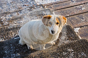 A stray dog on the doorstep looking straight in the eye