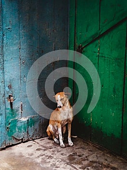 A stray dog dozing in front of the green door.