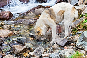 A stray dog drinks water in the river. Animal free or helping stray animals photo