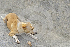 Stray dog eating on the ground or vagrant dog