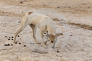 A stray dog eats camel dung. The animal`s plight